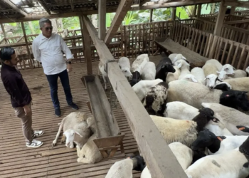 Pemkab Kutim Belajar Peternakan Modern di Cipta Visi Farm Magelang
