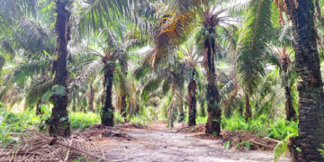 Disbun Kutim Dorong Petani Sawit Mendaftar STDB