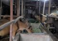 Pemkab Kukar Perketat Pengawasan Kesehatan Sapi Kurban Jelang Iduladha
