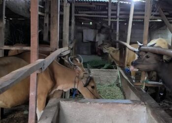 Pemkab Kukar Perketat Pengawasan Kesehatan Sapi Kurban Jelang Iduladha