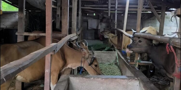 Pemkab Kukar Perketat Pengawasan Kesehatan Sapi Kurban Jelang Iduladha
