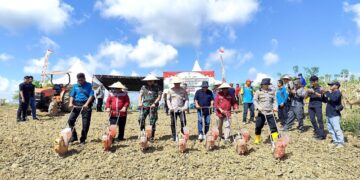 Dukung Swasembada Pangan, Polres Kukar Panen Jagung Bersama Pemkab