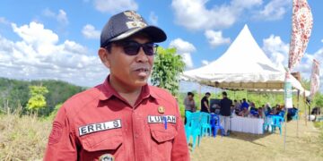 Lahan Terlantar Diubah Jadi Ladang Jagung, Loa Ipuh Mulai Dorong Kemandirian Pangan