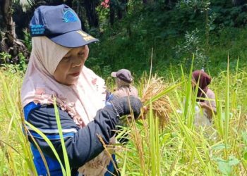 Petani Padi Gunung Tabang Minta Dukungan Pemerintah Agar Hasil Maksimal