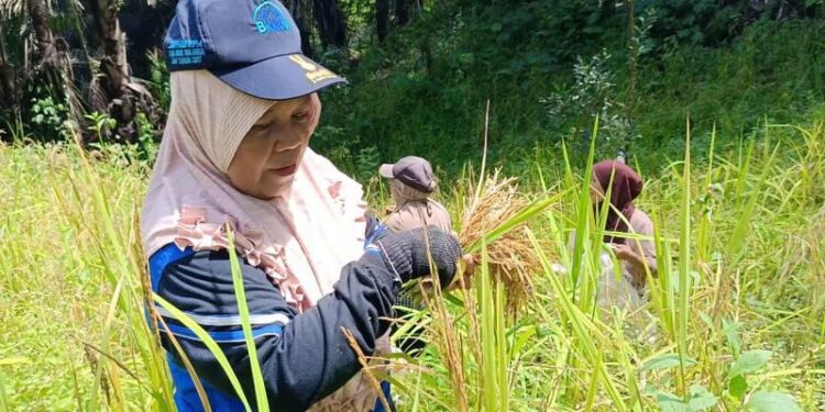 Petani Padi Gunung Tabang Minta Dukungan Pemerintah Agar Hasil Maksimal