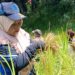 Petani Padi Gunung Tabang Minta Dukungan Pemerintah Agar Hasil Maksimal